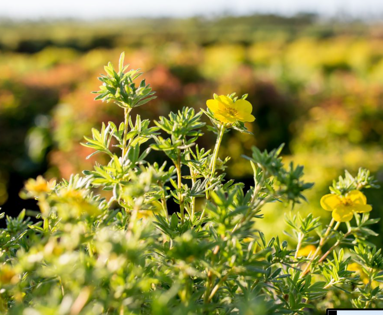 Potentilla 'Goldfinger'