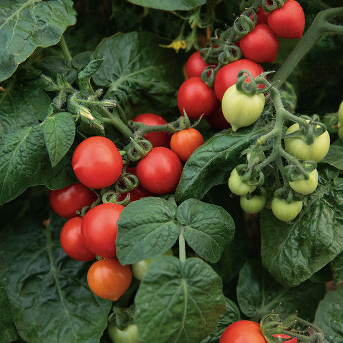 Goodhearted Tomato - Proven Winners