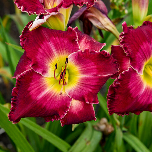 Daylily 'Blood Sweat & Tears' PW