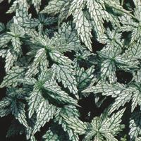 Lamium 'Herman's Pride'