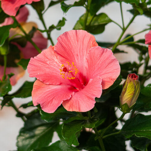 Hollywood® Hibiscus