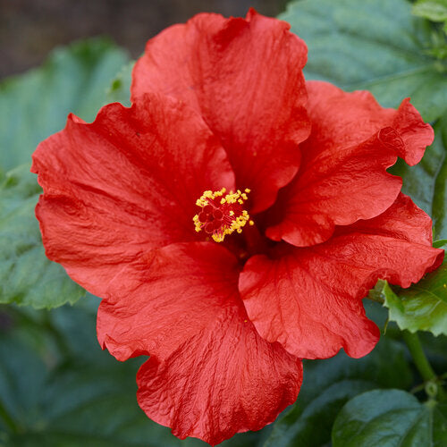 Hollywood® Hibiscus
