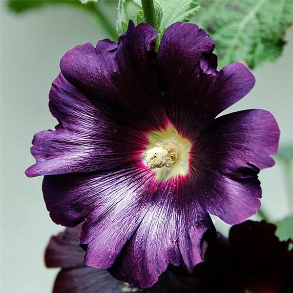 Hollyhocks 'Spotlight Purple Rain'