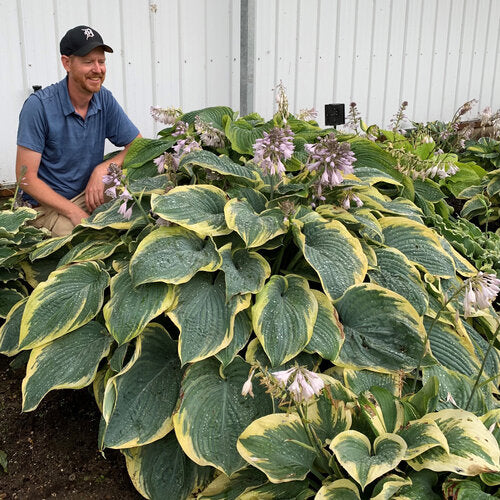 Hosta 'Gigantosaurus'