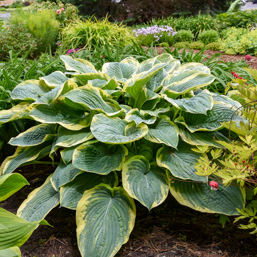 Hosta 'Gigantosaurus'