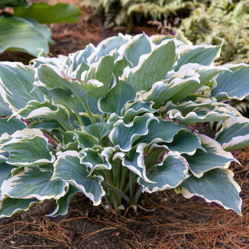 Hosta 'Hope Springs Eternal'