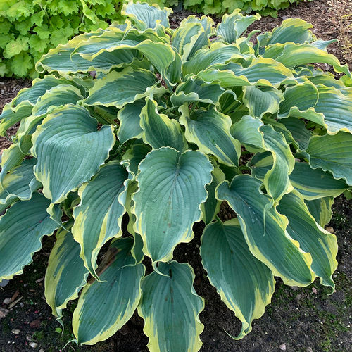 Hosta 'Shadowland Voices in the Wind'