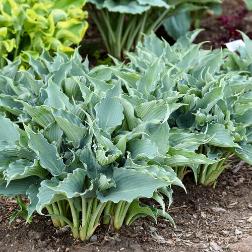 Hosta 'Waterslide' PW