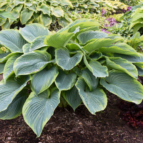 Hosta 'Wu-La-la'