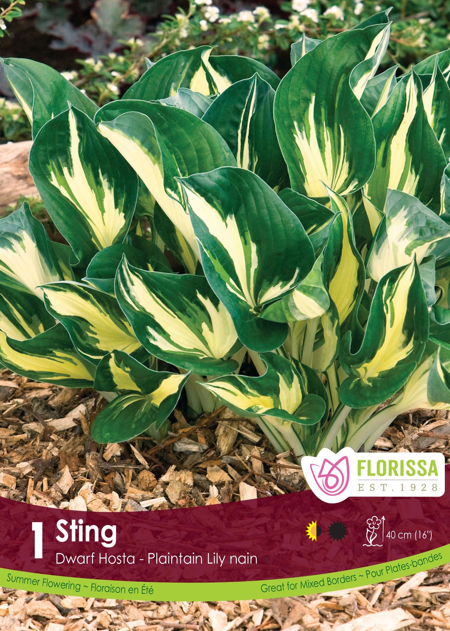 Hosta 'Sting'