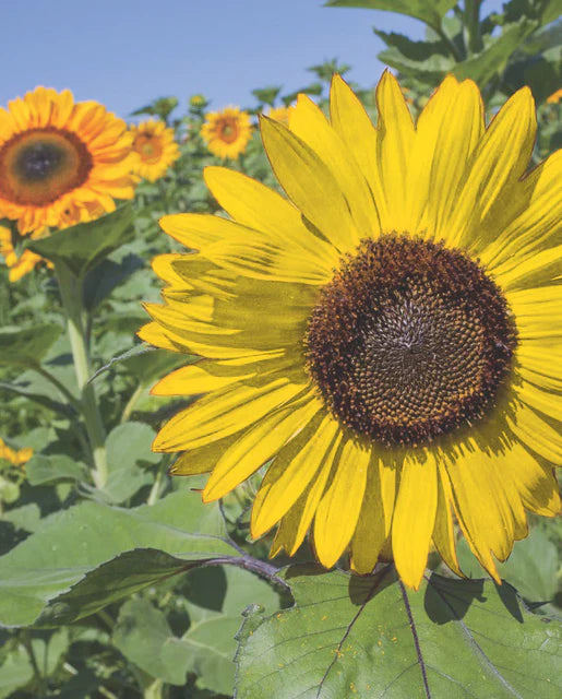 Tall Blend Sunflower