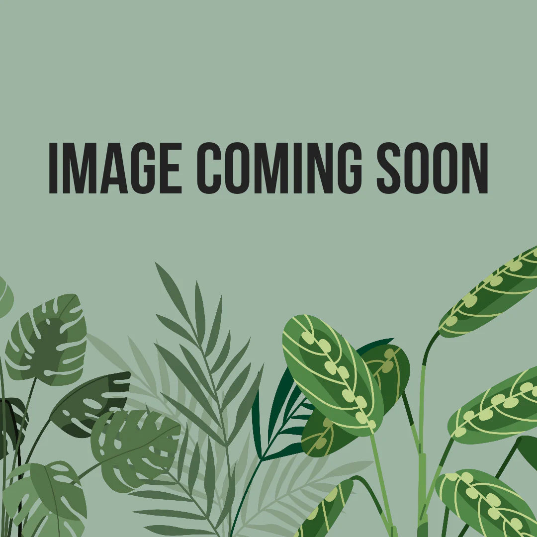 Ever Red Banana Plant