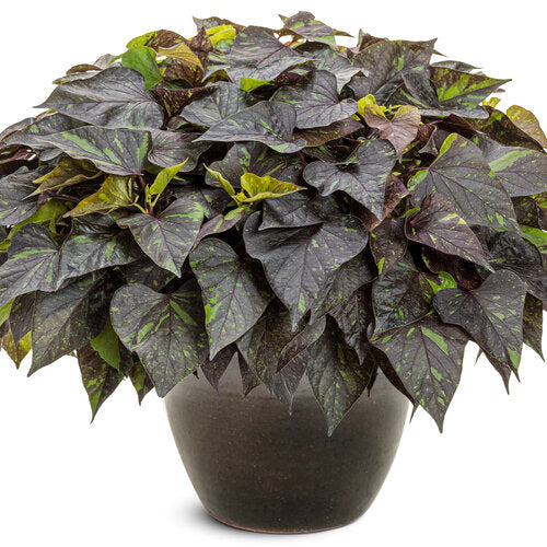 Ipomoea 'Sweetheart Shadowstorm'