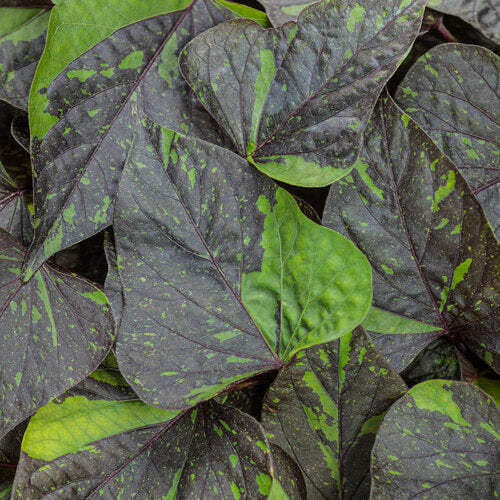 Ipomoea 'Sweetheart Shadowstorm'
