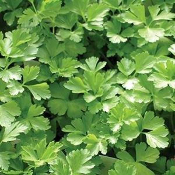 Parsley 'Italian'