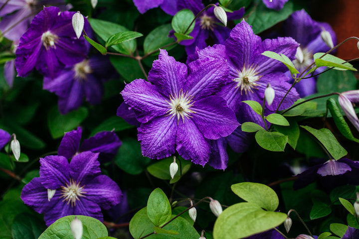 Clematis 'Jackmanii'