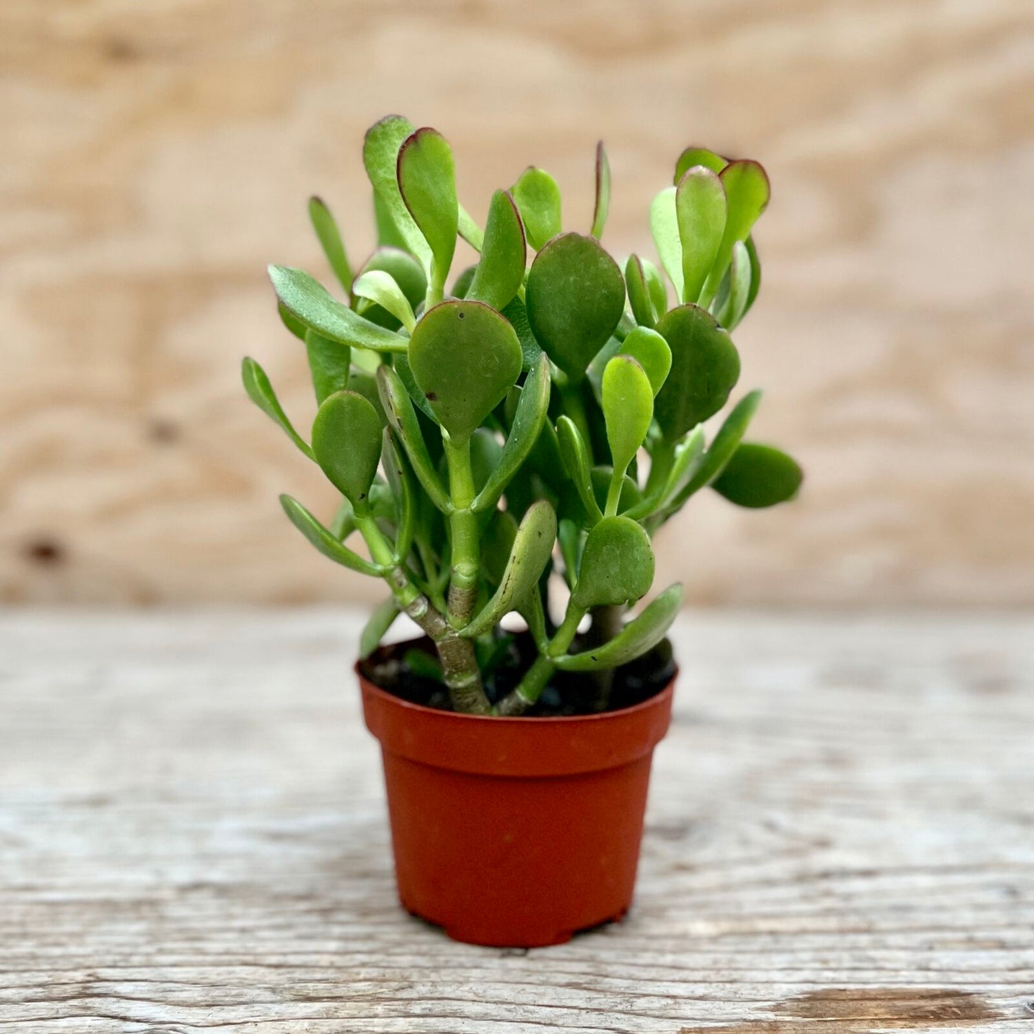 Jade Succulents