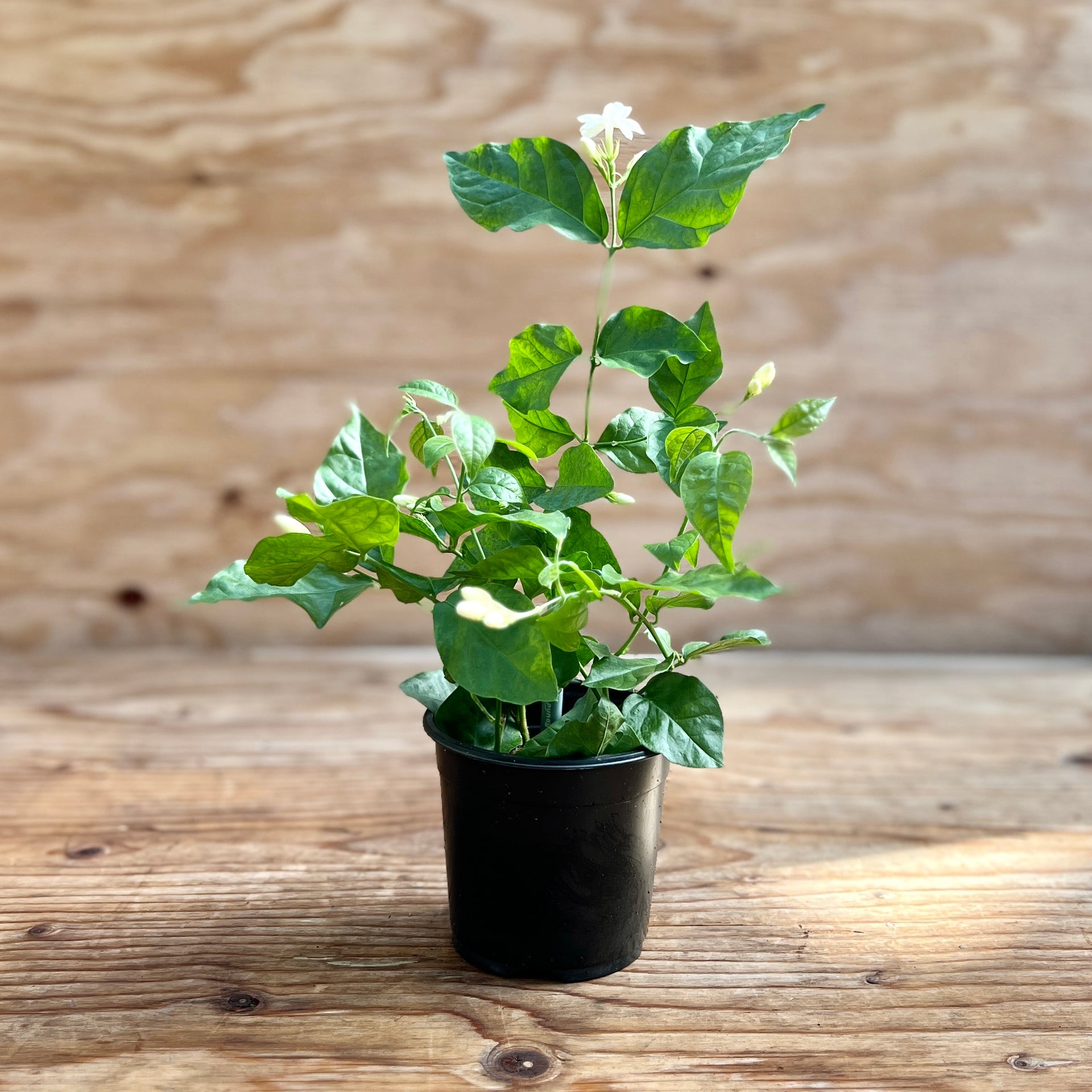 indoor jasmine plant canada Jasmine – van der Meer Garden Centre