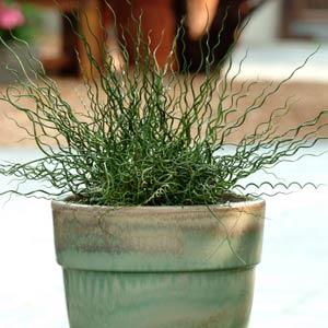 Grass 'Juncus Twisted Arrows'