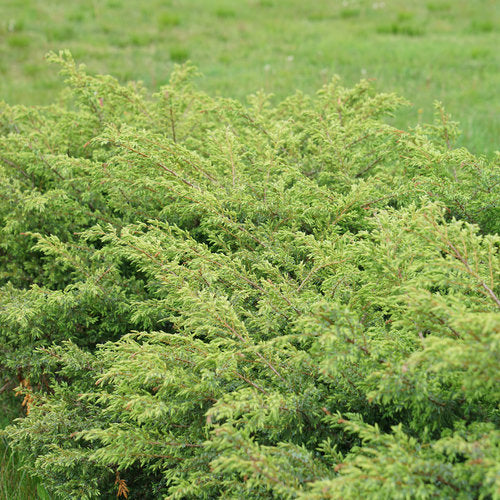 Juniper 'Tortuga®'