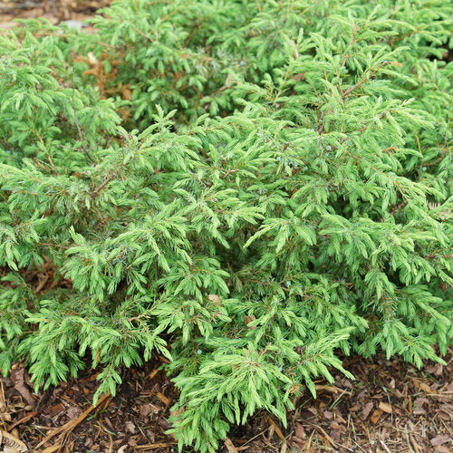 Juniper 'Tortuga®'