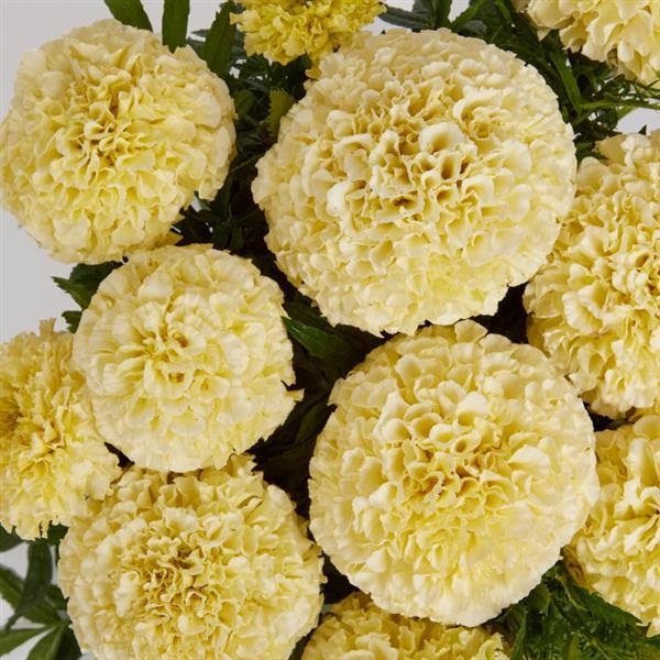 Marigold 'Lanna Lace'
