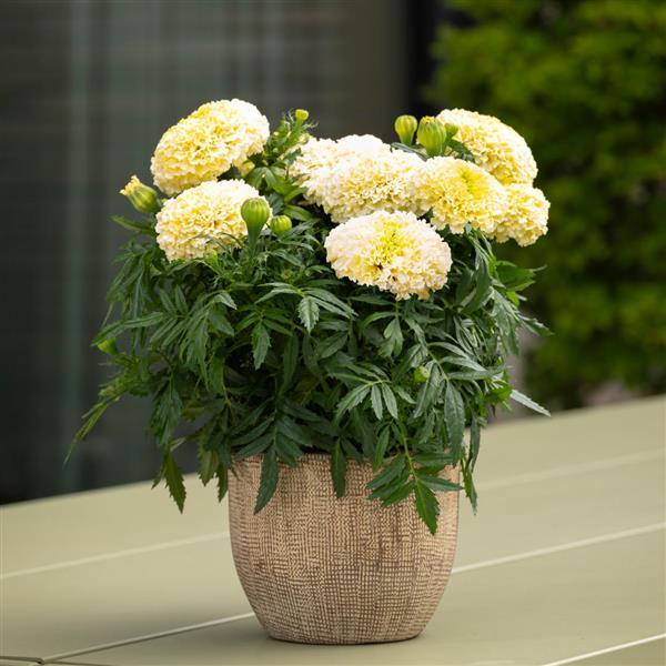 Marigold 'Lanna Lace'