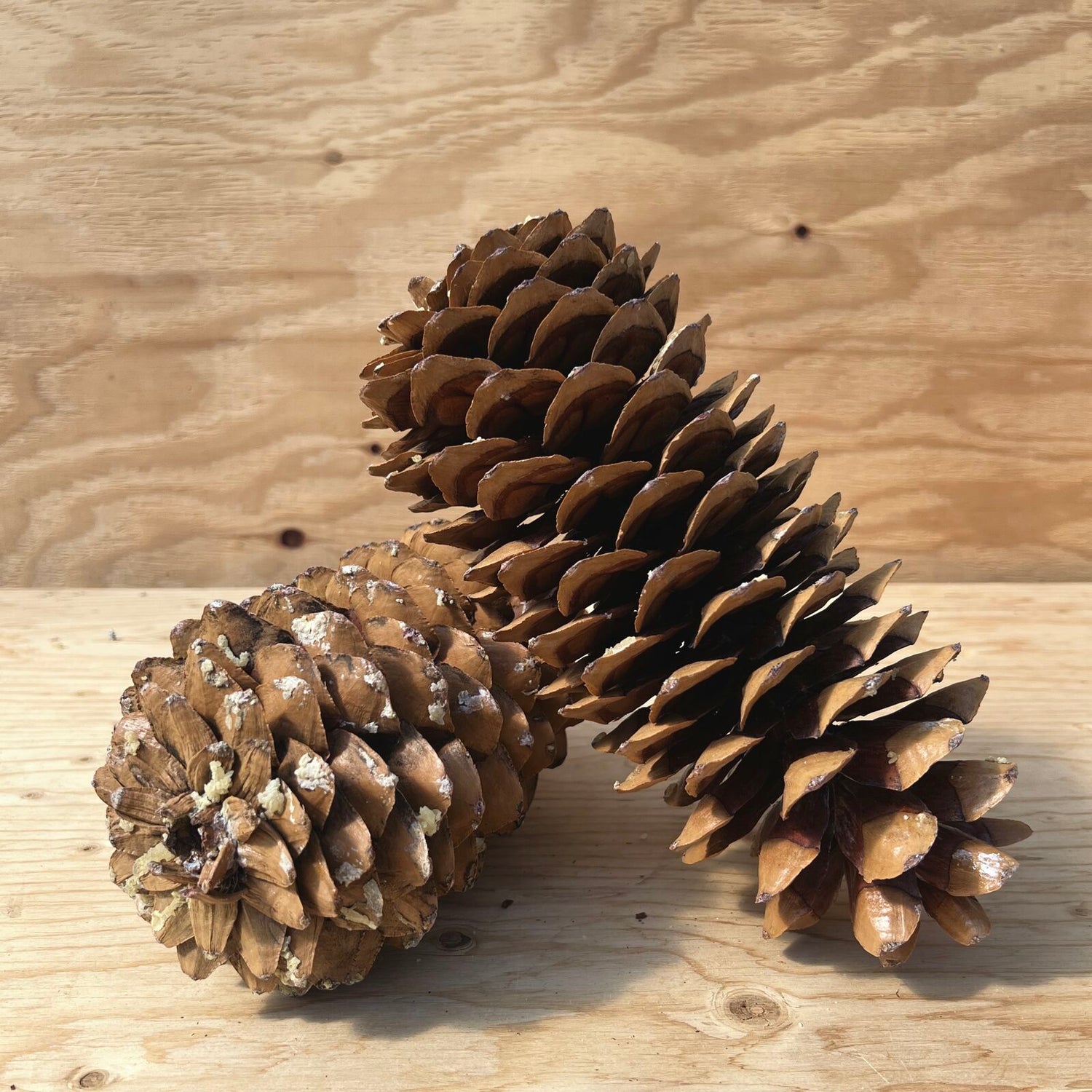 Sugar Pinecones