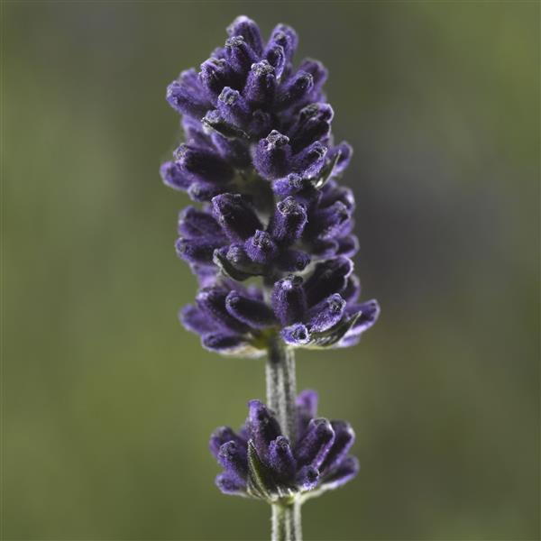 Lavender 'Scent Blue'