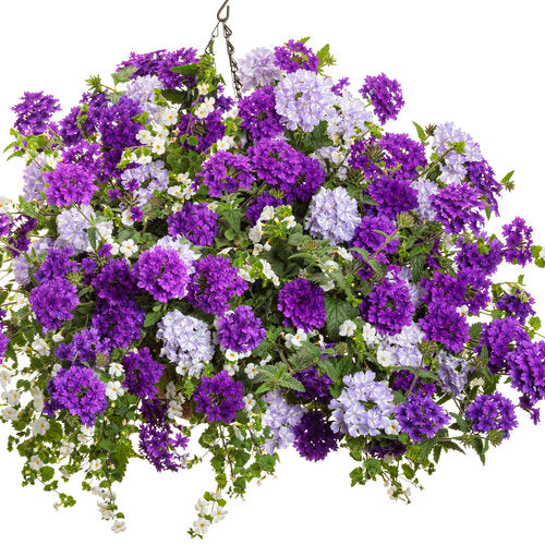 Verbena 'Superbena Stormburst'