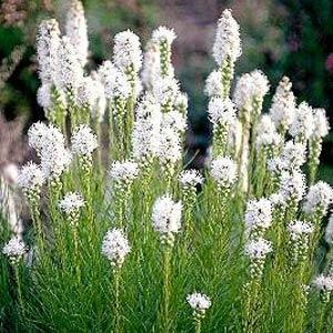 Liatris Blazing Star ' Floristan White'