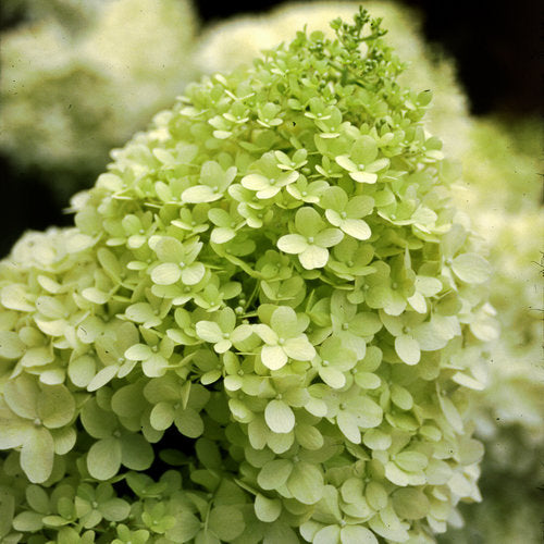 Hydrangea 'Limelight'