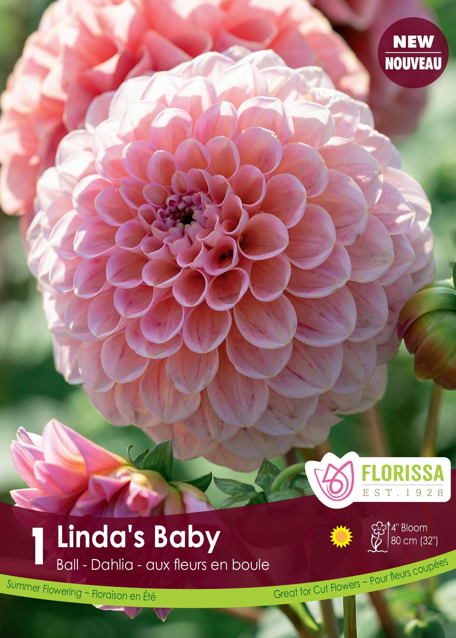 Linda's Baby Dahlia