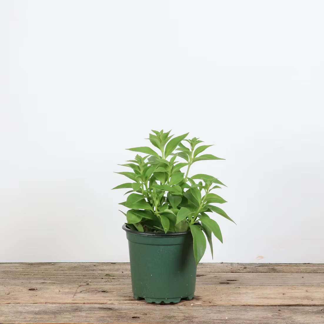 Lipstick 'Purple Star'