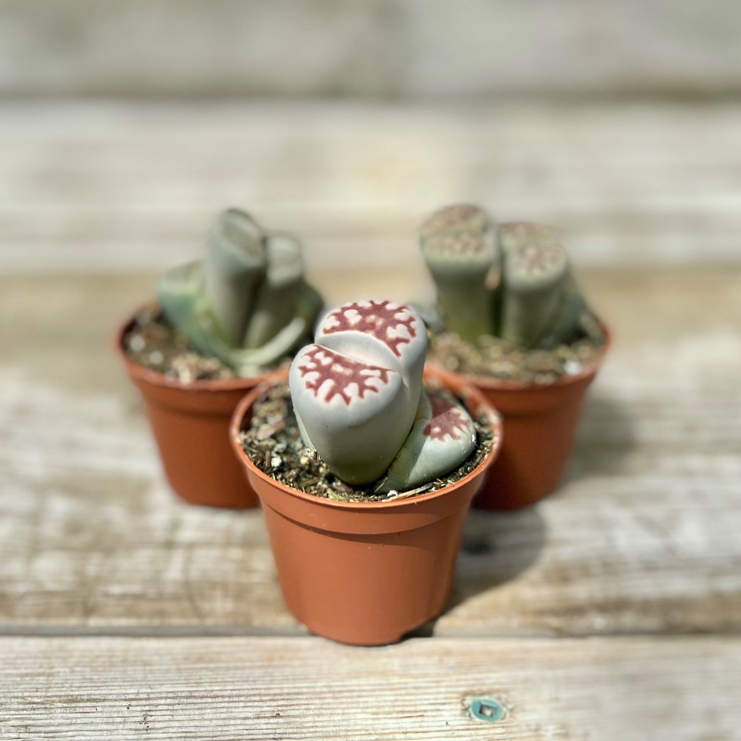 Lithops "Living Rocks"