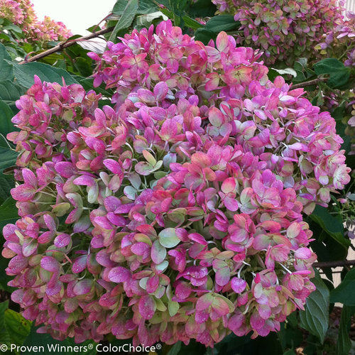 Hydrangea 'Little Lime'