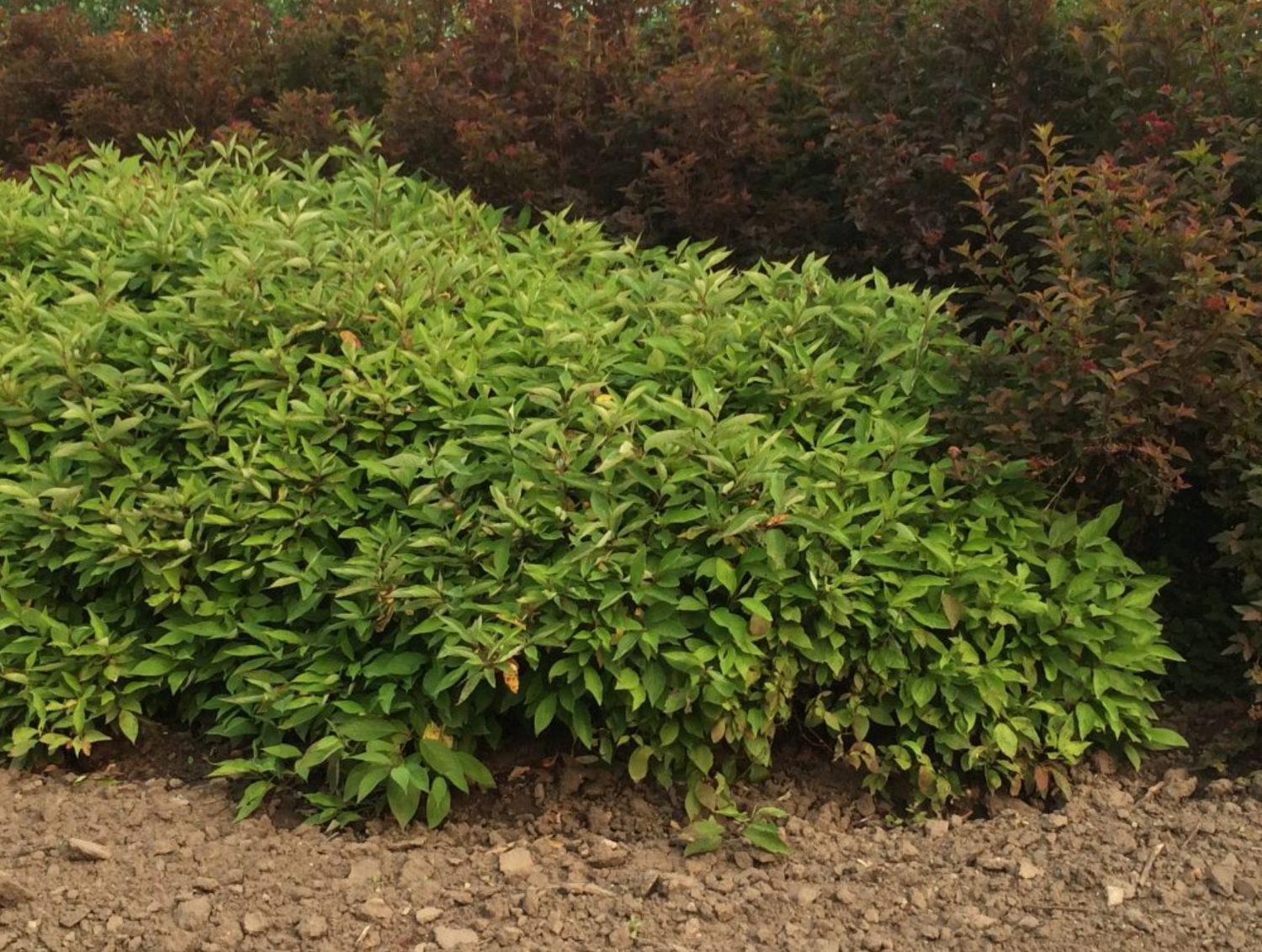 Dogwood 'Little Rebel'