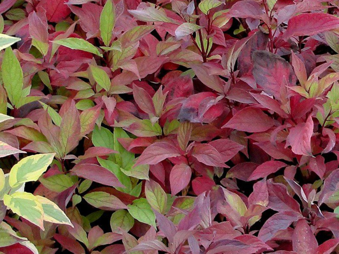 Dogwood 'Little Rebel'