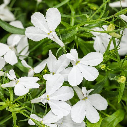 Lobelia 'Laguna Cloud White'