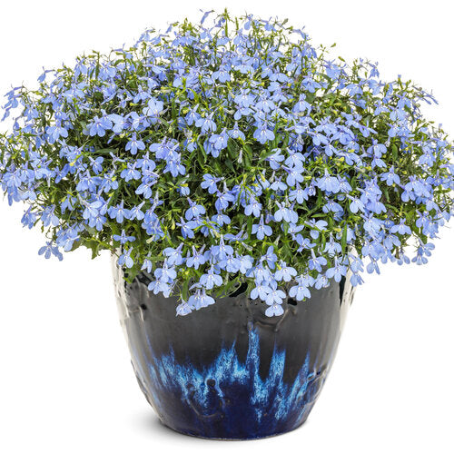 Lobelia 'Laguna Royale Azure'