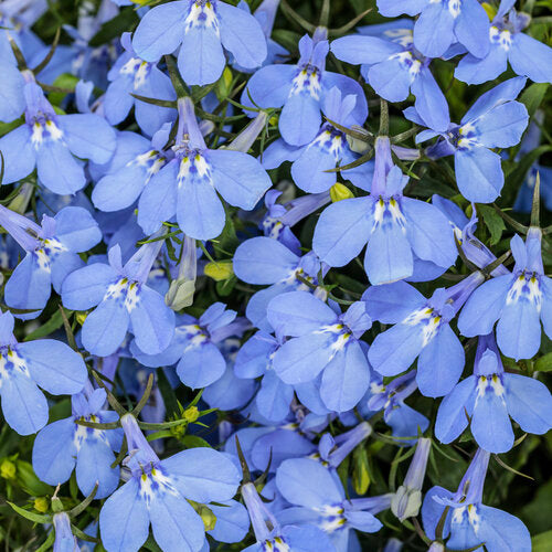 Lobelia 'Laguna Royale Azure'