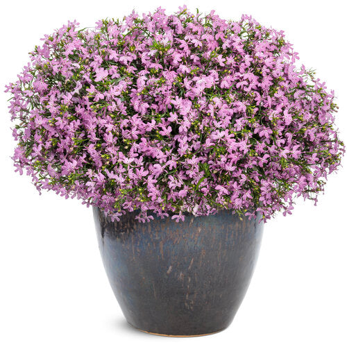 Lobelia 'Laguna Royale Pink'