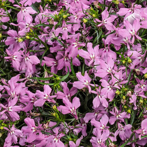 Lobelia 'Laguna Royale Pink'