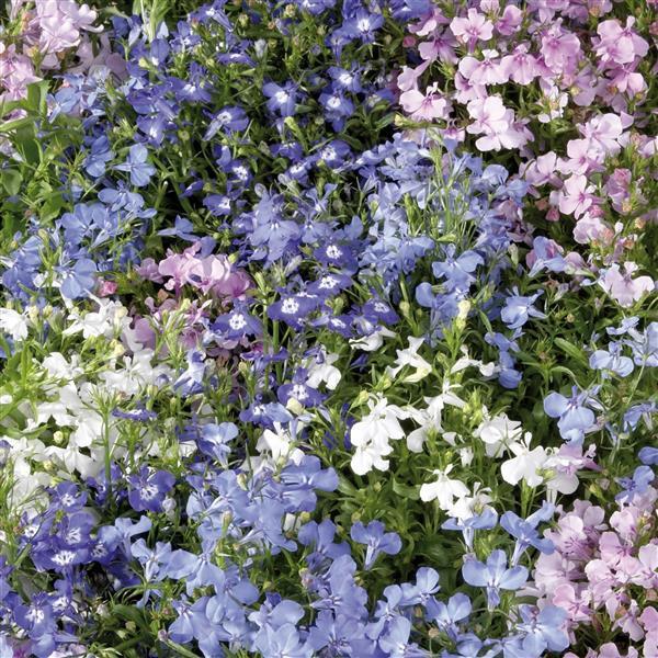 Lobelia 'Palace' Series