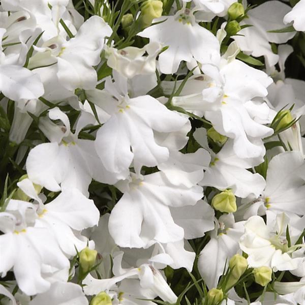 Lobelia 'Palace' Series