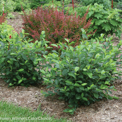 Aronia by Proven Winners