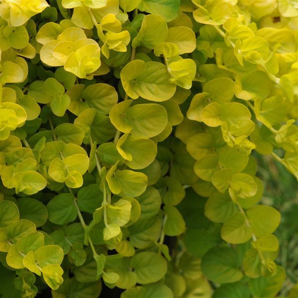 Lysimachia 'Goldilocks'