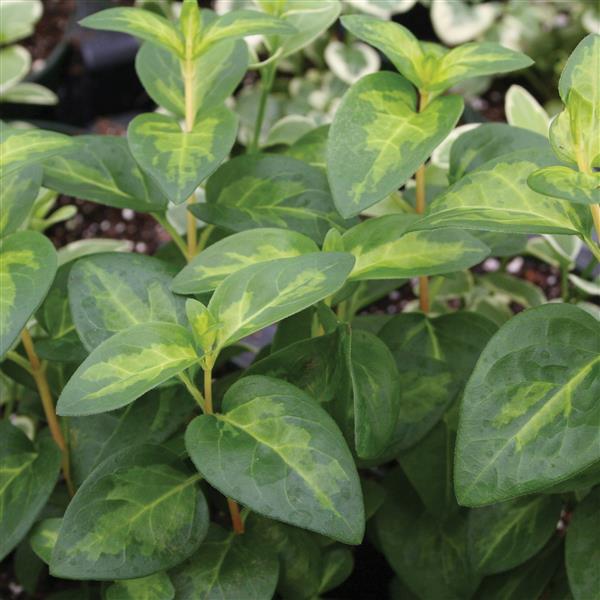 Vinca 'Maculata'