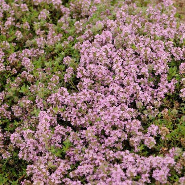 Thyme 'Magic Carpet'