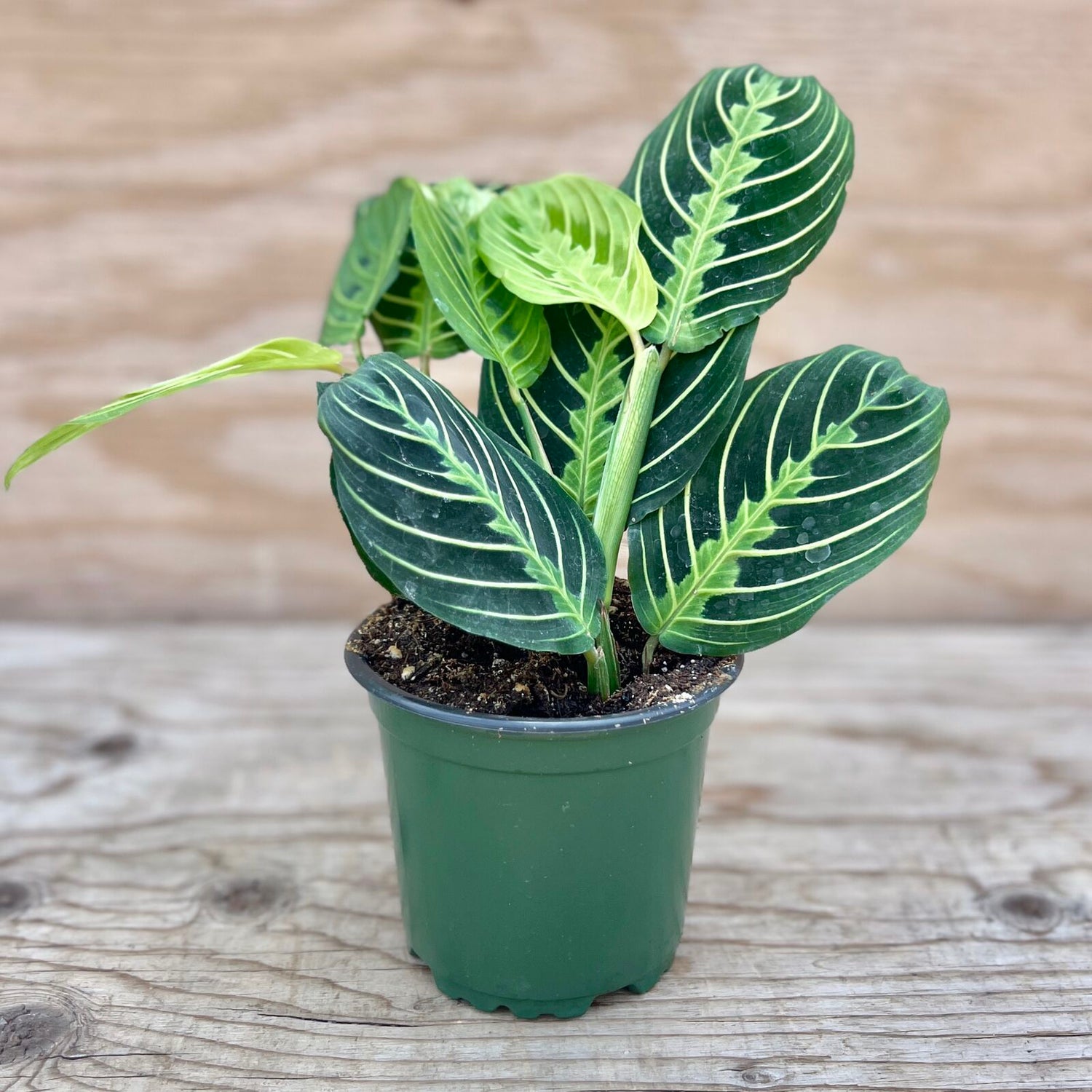 Prayer Plant Maranta